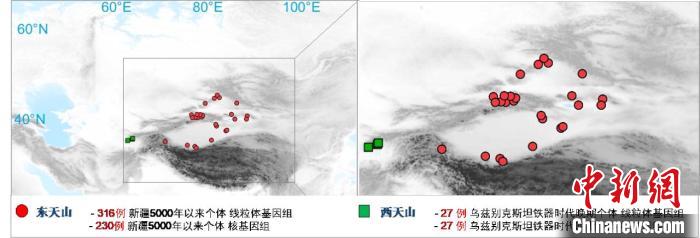 图为该项目所获取天山东西部古人群的线粒体与核基因组分布图。　米兰买球 供图