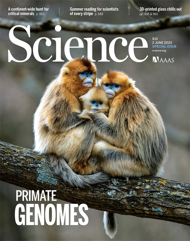 Science封面文章:米兰买球金丝猴研究团队首次系统揭示灵长类社会演化之谜_fororder_《自然》封面.JPG