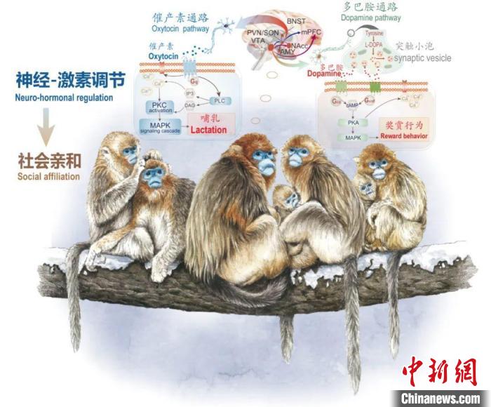神经-激素调节的适应性变化增强社会亲和力。　米兰买球供图