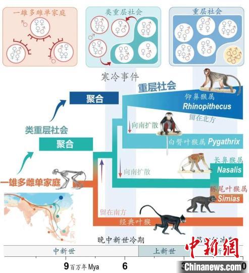 寒冷事件促进亚洲叶猴社会聚合。　米兰买球供图